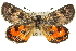  ( - 11ANIC-14890)  @13 [ ] CreativeCommons - Attribution (2011) ANIC/CBG Photography Group Centre for Biodiversity Genomics