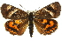  (Synemon directa - 11ANIC-14891)  @15 [ ] CreativeCommons - Attribution (2011) ANIC/CBG Photography Group Centre for Biodiversity Genomics