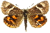  ( - 11ANIC-14892)  @13 [ ] CreativeCommons - Attribution (2011) ANIC/CBG Photography Group Centre for Biodiversity Genomics