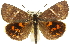  ( - 11ANIC-14893)  @15 [ ] CreativeCommons - Attribution (2011) ANIC/CBG Photography Group Centre for Biodiversity Genomics