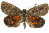  ( - 11ANIC-14894)  @13 [ ] CreativeCommons - Attribution (2011) ANIC/CBG Photography Group Centre for Biodiversity Genomics
