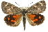 ( - 11ANIC-14895)  @15 [ ] CreativeCommons - Attribution (2011) ANIC/CBG Photography Group Centre for Biodiversity Genomics
