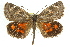  (Synemon nupta - 11ANIC-14896)  @15 [ ] CreativeCommons - Attribution (2011) ANIC/CBG Photography Group Centre for Biodiversity Genomics