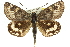  ( - 11ANIC-14898)  @15 [ ] CreativeCommons - Attribution (2011) ANIC/CBG Photography Group Centre for Biodiversity Genomics