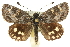  ( - 11ANIC-14899)  @15 [ ] CreativeCommons - Attribution (2011) ANIC/CBG Photography Group Centre for Biodiversity Genomics