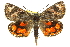  ( - 11ANIC-14900)  @13 [ ] CreativeCommons - Attribution (2011) ANIC/CBG Photography Group Centre for Biodiversity Genomics
