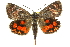  (Synemon catocaloides - 11ANIC-14901)  @15 [ ] CreativeCommons - Attribution (2011) ANIC/CBG Photography Group Centre for Biodiversity Genomics