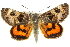  ( - 11ANIC-14903)  @11 [ ] CreativeCommons - Attribution (2011) ANIC/CBG Photography Group Centre for Biodiversity Genomics