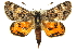  ( - 11ANIC-14906)  @15 [ ] CreativeCommons - Attribution (2011) ANIC/CBG Photography Group Centre for Biodiversity Genomics