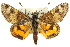  ( - 11ANIC-14908)  @15 [ ] CreativeCommons - Attribution (2011) ANIC/CBG Photography Group Centre for Biodiversity Genomics