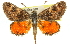  ( - 11ANIC-14910)  @13 [ ] CreativeCommons - Attribution (2011) ANIC/CBG Photography Group Centre for Biodiversity Genomics