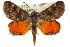  ( - 11ANIC-14911)  @15 [ ] CreativeCommons - Attribution (2011) ANIC/CBG Photography Group Centre for Biodiversity Genomics