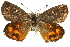  ( - 11ANIC-14912)  @12 [ ] CreativeCommons - Attribution (2011) ANIC/CBG Photography Group Centre for Biodiversity Genomics