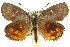  ( - 11ANIC-14913)  @12 [ ] CreativeCommons - Attribution (2011) ANIC/CBG Photography Group Centre for Biodiversity Genomics