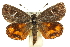  (Synemon heliopis - 11ANIC-14914)  @15 [ ] CreativeCommons - Attribution (2011) ANIC/CBG Photography Group Centre for Biodiversity Genomics