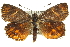  ( - 11ANIC-14915)  @13 [ ] CreativeCommons - Attribution (2011) ANIC/CBG Photography Group Centre for Biodiversity Genomics
