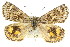  ( - 11ANIC-14917)  @12 [ ] CreativeCommons - Attribution (2011) ANIC/CBG Photography Group Centre for Biodiversity Genomics
