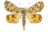  (Synemon selene - 11ANIC-14918)  @14 [ ] CreativeCommons - Attribution (2011) ANIC/CBG Photography Group Centre for Biodiversity Genomics