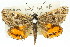  (Synemon nais - 11ANIC-14919)  @14 [ ] CreativeCommons - Attribution (2011) ANIC/CBG Photography Group Centre for Biodiversity Genomics