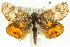  ( - 11ANIC-14920)  @13 [ ] CreativeCommons - Attribution (2011) ANIC/CBG Photography Group Centre for Biodiversity Genomics