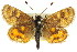  ( - 11ANIC-14921)  @14 [ ] CreativeCommons - Attribution (2011) ANIC/CBG Photography Group Centre for Biodiversity Genomics