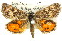  ( - 11ANIC-14922)  @14 [ ] CreativeCommons - Attribution (2011) ANIC/CBG Photography Group Centre for Biodiversity Genomics