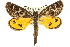  (Synemon plana - 11ANIC-14923)  @15 [ ] CreativeCommons - Attribution (2011) ANIC/CBG Photography Group Centre for Biodiversity Genomics