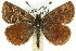  ( - 11ANIC-14924)  @15 [ ] CreativeCommons - Attribution (2011) ANIC/CBG Photography Group Centre for Biodiversity Genomics