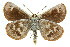  ( - 11ANIC-14925)  @13 [ ] CreativeCommons - Attribution (2011) ANIC/CBG Photography Group Centre for Biodiversity Genomics