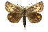 (Synemon sp. ANIC6 - 11ANIC-14927)  @15 [ ] CreativeCommons - Attribution (2011) ANIC/CBG Photography Group Centre for Biodiversity Genomics