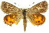  ( - 11ANIC-14929)  @13 [ ] CreativeCommons - Attribution (2011) ANIC/CBG Photography Group Centre for Biodiversity Genomics