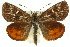  (Synemon wulwulam - 11ANIC-14930)  @14 [ ] CreativeCommons - Attribution (2011) ANIC/CBG Photography Group Centre for Biodiversity Genomics