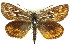  (Synemon sp. ANIC2 - 11ANIC-14932)  @14 [ ] CreativeCommons - Attribution (2011) ANIC/CBG Photography Group Centre for Biodiversity Genomics