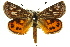  (Synemon sp. ANIC3 - 11ANIC-14934)  @14 [ ] CreativeCommons - Attribution (2011) ANIC/CBG Photography Group Centre for Biodiversity Genomics
