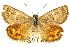  (Synemon theresa - 11ANIC-14942)  @11 [ ] CreativeCommons - Attribution (2011) ANIC/CBG Photography Group Centre for Biodiversity Genomics