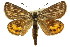  ( - 11ANIC-14944)  @13 [ ] CreativeCommons - Attribution (2011) ANIC/CBG Photography Group Centre for Biodiversity Genomics