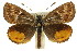  (Synemon collecta - 11ANIC-14945)  @14 [ ] CreativeCommons - Attribution (2011) ANIC/CBG Photography Group Centre for Biodiversity Genomics