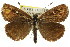  (Synemon phaeoptila - 11ANIC-14952)  @15 [ ] CreativeCommons - Attribution (2011) ANIC/CBG Photography Group Centre for Biodiversity Genomics