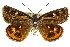  ( - 11ANIC-14953)  @14 [ ] CreativeCommons - Attribution (2011) ANIC/CBG Photography Group Centre for Biodiversity Genomics