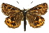  ( - 11ANIC-14954)  @14 [ ] CreativeCommons - Attribution (2011) ANIC/CBG Photography Group Centre for Biodiversity Genomics