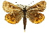  ( - 11ANIC-14955)  @15 [ ] CreativeCommons - Attribution (2011) ANIC/CBG Photography Group Centre for Biodiversity Genomics