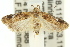  ( - 11ANIC-14956)  @13 [ ] CreativeCommons - Attribution (2011) ANIC/CBG Photography Group Centre for Biodiversity Genomics