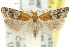  ( - 11ANIC-14969)  @11 [ ] CreativeCommons - Attribution (2011) ANIC/CBG Photography Group Centre for Biodiversity Genomics