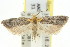  (Ardozyga sp. ANIC59 - 11ANIC-14973)  @14 [ ] CreativeCommons - Attribution (2011) ANIC/CBG Photography Group Centre for Biodiversity Genomics