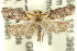  ( - 11ANIC-14974)  @11 [ ] CreativeCommons - Attribution (2011) ANIC/CBG Photography Group Centre for Biodiversity Genomics