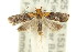  ( - 11ANIC-14975)  @14 [ ] CreativeCommons - Attribution (2011) ANIC/CBG Photography Group Centre for Biodiversity Genomics