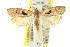  ( - 11ANIC-14980)  @13 [ ] CreativeCommons - Attribution (2011) ANIC/CBG Photography Group Centre for Biodiversity Genomics