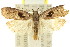  ( - 11ANIC-14981)  @13 [ ] CreativeCommons - Attribution (2011) ANIC/CBG Photography Group Centre for Biodiversity Genomics