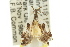  ( - 11ANIC-14989)  @12 [ ] CreativeCommons - Attribution (2011) ANIC/CBG Photography Group Centre for Biodiversity Genomics