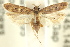  ( - 11ANIC-15014)  @15 [ ] CreativeCommons - Attribution (2011) ANIC/CBG Photography Group Centre for Biodiversity Genomics